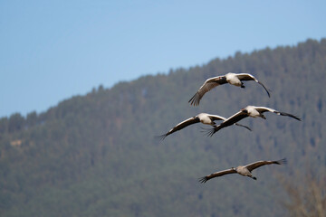 Majestic Black-necked Crane in Flight, Bhutan
