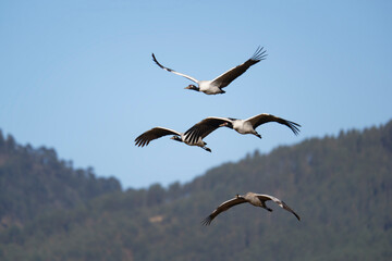 Black-necked Crane Soaring Above Himalayan Wetlands
