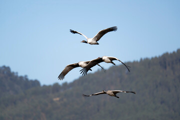 Wild Black-necked Crane Flying Over Valley Landscape
