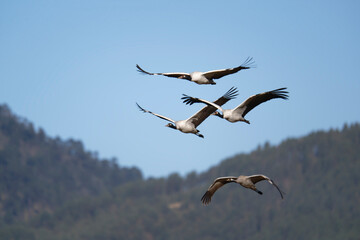 Black-necked Crane Soaring Over Winter Habitat
