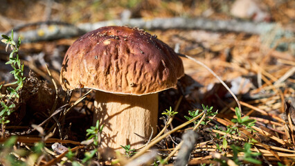 Pine bolete or pinewood king bolete or Boletus pinophilus brown cap mushrooms with pine needles on forest background. Picking edible mushrooms. Selective focus 16x9, close up shot.