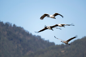 Iconic Black-necked Crane Flying in Phobjikha
