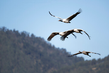 Black-necked Crane Over Phobjikha Valley Landscape
