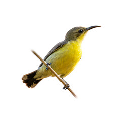 Purple Sunbird Female perched diagonally on a thin twig, displaying a bright yellow breast, olive tones, and a slender curved bill against a pure white background