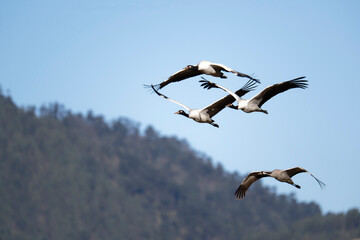 Black-necked Crane with Spread Wings Over Bhutan
