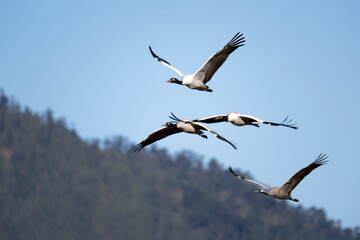 Black-necked Crane in the Air Above Phobjikha Valley
