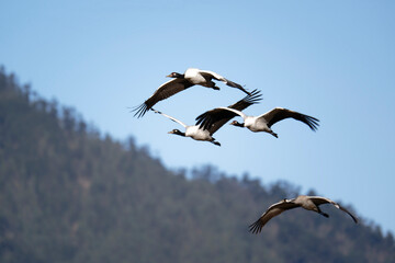 Flying Black-necked Crane in Phobjikha Wetland Valley
