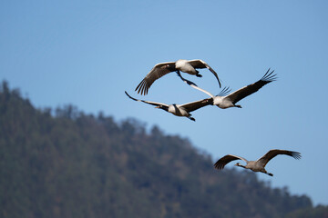 Black-necked Crane in Flight, Himalayan Wildlife
