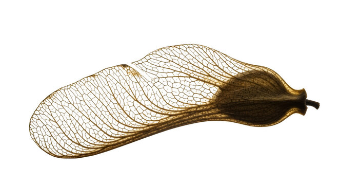 Golden skeletal maple seed wing against black background samara delicate