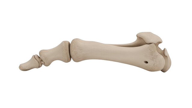 Human foot bones metatarsals and phalanges isolated on black background human anatomy skeletal system