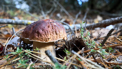 Pine bolete or pinewood king bolete or Boletus pinophilus brown cap mushrooms with pine needles on forest background. Picking edible mushrooms. Selective focus, close up 16x9 shot.