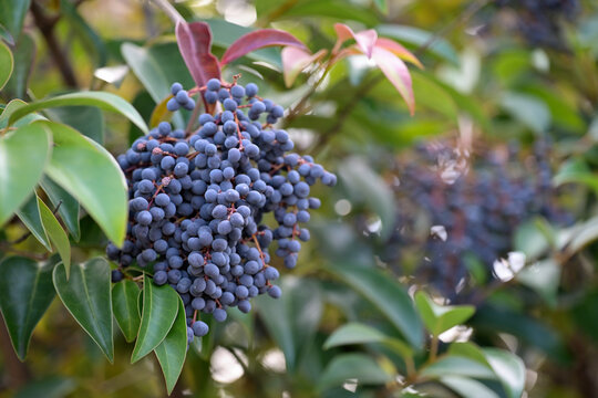 Black berries of the Glossy privet tree, Ligustrum lucidum