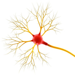 Neuron Cell Structure Brain Science Neurobiology  Networks