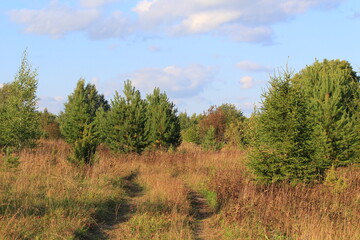 fields and forests of northeastern Europe on a sunny day in late summer