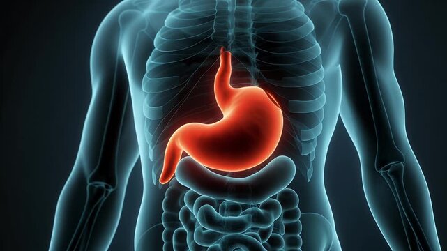 Detailed medical 3d anatomy stock footage of the human body highlighting the stomach and digestive system in a medical explainer 3d human body animation