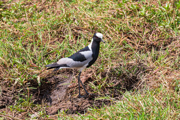 blacksmith lapwing or vanellus armatus bird in savanna of ngorongoro crater tanzania © Ferrer Photography