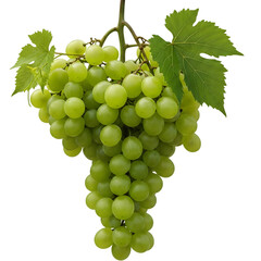 Bunch of green grapes isolated on transparent background