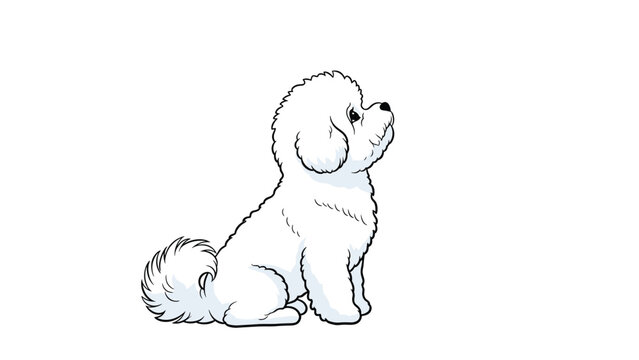 Side profile view of a fluffy white Bichon Frise dog sitting and looking upward with an alert and curious expression.