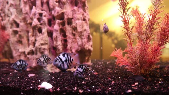 Closeup of cichlid moving through gravel and plant surroundings