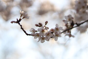 桜