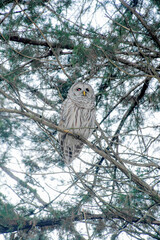 face of barred owl in the front yard 