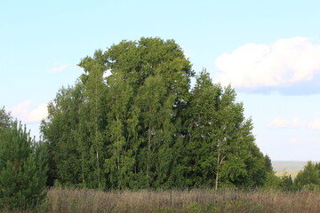 Obraz premium a forest in northeastern Europe on a sunny day in late summer