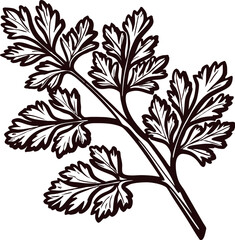 Hand drawn parsley herb leaf isolated illustration vintage botanical culinary plant sketch