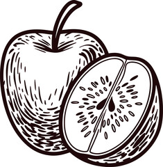 Hand drawn whole apple and cross section slice with seeds vintage engraved illustration of fruit detailed lines