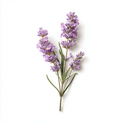 Obraz premium AI-generated image - Close-up of fresh purple lavender sprigs on a white background.