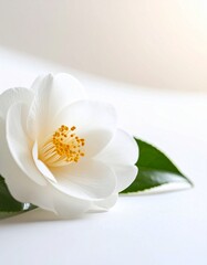 Camellia flower