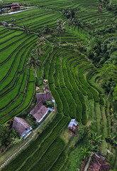 Aerial Top Down View Rice Terraces Lush Green Patchwork Of Terraced Paddies, Winding Footpaths, Scattered