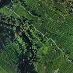 Aerial Top Down View Rice Terraces Lush Green Patchwork Of Terraced Paddies, Winding Footpaths, Scattered