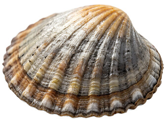 Limpet