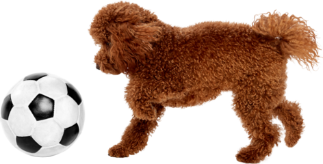 Poodle dog approaching soccer ball isolated on transparent background. Concept of toy advertising, activity promotion, pet product marketing, lifestyle campaigns, engagement content.