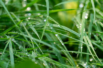 Fresh Green Grass with Dew Drops