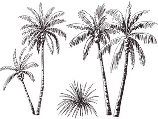 Obraz premium Black and white line of tropical palm trees with detailed leaves