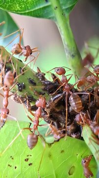 Weaver ants collecting honeydew from Mango Leafhopper nymphs, Oecophylla smaragdina and Idioscopus nitidulus at Mangifera indica
