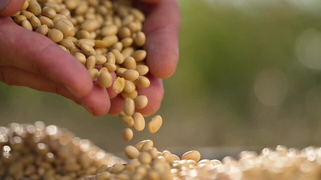 Hands pour soybean grain into burlap pile while farmer inspects crop during harvest in farm field organic seed visible as closeup of grain and hand showing agriculture and harvest process in sunlight