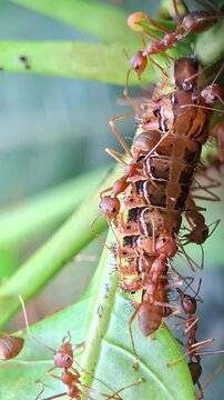 Centaur Oakblue caterpillar being attended by weaver ants, Arhopala centaurus and Oecophylla smaragdina