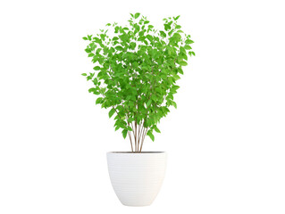 Fototapeta premium Potted plant green leaves indoor white pot home decor isolated houseplant foliage modern nature potted plant with vibrant green leaves white ceramic pot perfect for indoor home decor isolated