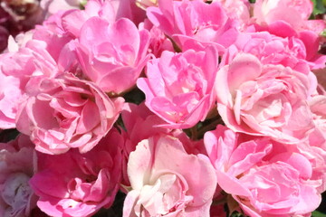 Naklejka premium 薔薇