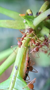 Centaur Oakblue caterpillar being attended by weaver ants, Arhopala centaurus and Oecophylla smaragdina
