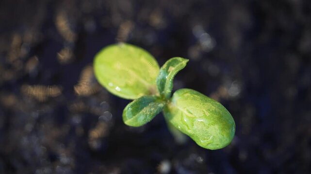 Growing seedling emerges from soil with green sprout and seed coat visible water droplet on leaf highlights growth and germination of plant in rich dark soil nature closeup focusing on seedling
