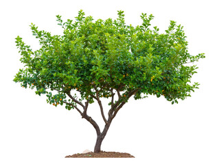 Green tree with dense foliage, two main trunks, and vibrant leaves isolated on transparency background, symbolizing growth and nature, perfect for landscaping or environmental concepts