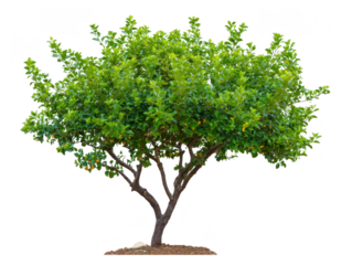 Green tree with dense foliage, two main trunks, and vibrant leaves isolated on transparency background, symbolizing growth and nature, perfect for landscaping or environmental concepts