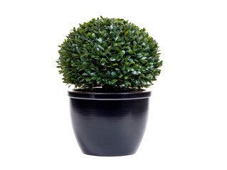 Potted boxwood topiary, round green foliage, decorative indoor plant, modern black ceramic pot, isolated on transparency background, fresh and vibrant appearance
