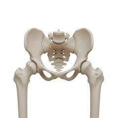 Human pelvis and upper femur bones anterior view on black background human skeleton hip bone