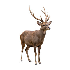 Male Sambar deer with large antlers standing against a black background male deer stag