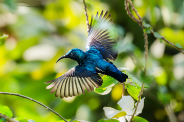 Fototapeta premium Beautiful Flying Purple Sunbird on nature background