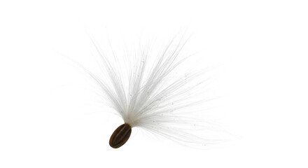 Milkweed seed with white fluffy parachute against black background image